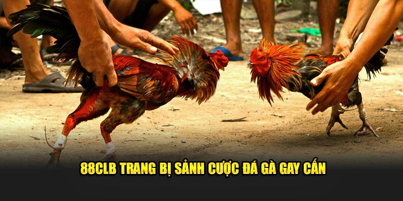 88CLB trang bị sảnh cược đá gà gay cấn