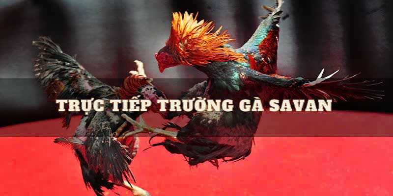 Giới thiệu về đá gà trực tiếp tại trường gà Savan 