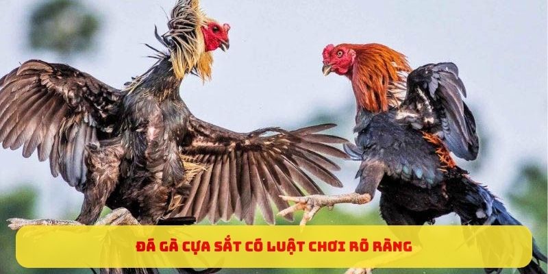 Đá gà cựa sắt có luật chơi rõ ràng