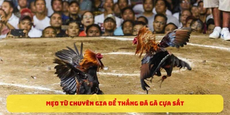 Mẹo từ chuyên gia để thắng đá gà cựa sắt